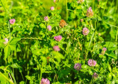 Yazın çayırda büyüyen yonca