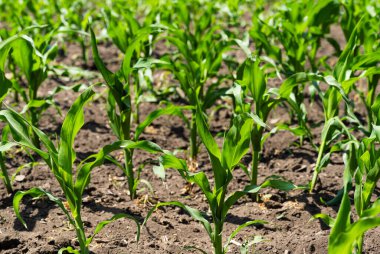 Tarlada yetişen yeşil mısır