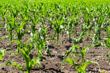 Tarlada yetişen yeşil mısır