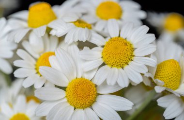 Bir buket papatyanın arka planı