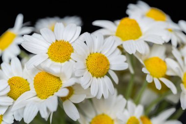 Bir buket papatyanın arka planı