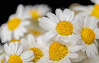 Bir buket papatyanın arka planı