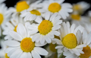 Bir buket papatyanın arka planı