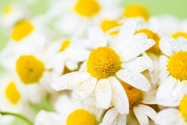 Bir buket papatyanın arka planı