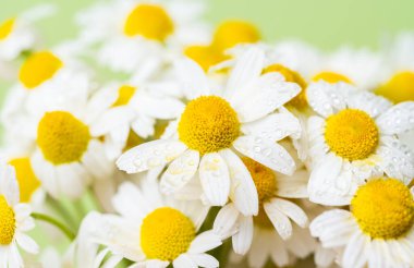 Bir buket papatyanın arka planı