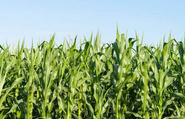 Tarlada yetişen yeşil mısır