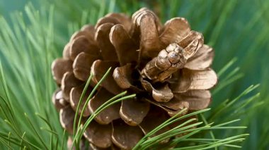 Çam kozalaklarının yakın plan Noel videosu.