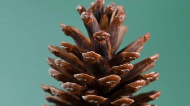 Çam kozalaklarının yakın plan Noel videosu.