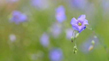 Yazın çayırda keten çiçeklerin videosu