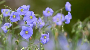 Yazın çayırda keten çiçeklerin videosu