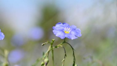 Yazın çayırda keten çiçeklerin videosu