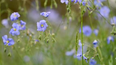 Yazın çayırda keten çiçeklerin videosu