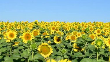 Çiçek açan bir tarlanın videosu