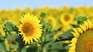 Çiçek açan bir tarlanın videosu