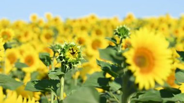 Çiçek açan bir tarlanın videosu