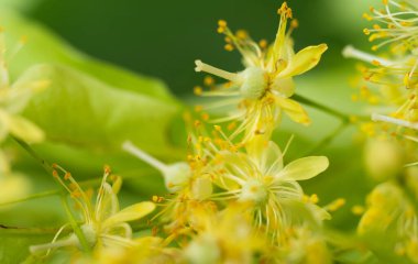 fresh linden flowers close-up