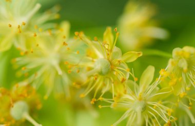 fresh linden flowers close-up