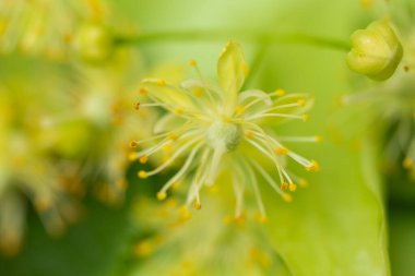 fresh linden flowers close-up