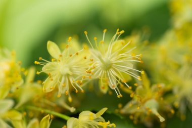 fresh linden flowers close-up