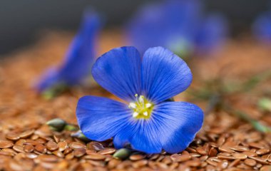 close-up of flax flower with flax seeds