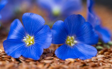 close-up of flax flower with flax seeds