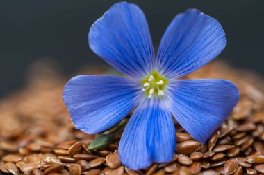 close-up of flax flower with flax seeds