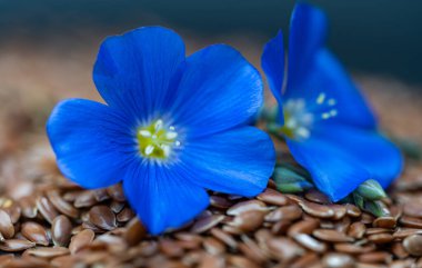 close-up of flax flower with flax seeds