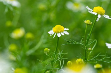 medicinal chamomile in a meadow in summer
