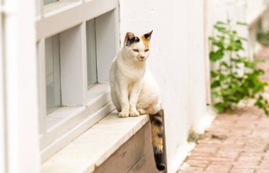 Pencerenin kenarında beyaz bir kedi oturuyor.