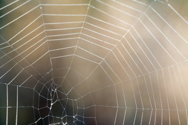 close-up background of spider webs in autumn