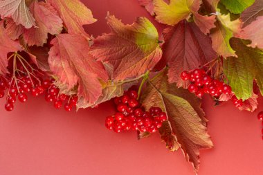 autumn background of red viburnum clusters