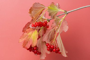 autumn background of red viburnum clusters