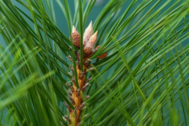 close-up background of pine needles
