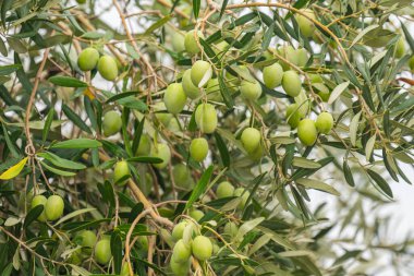 olive trees with green olives close-up