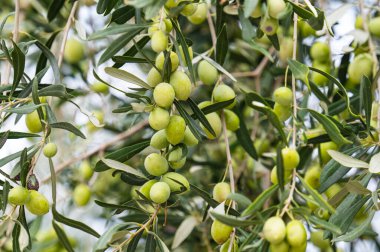 olive trees with green olives close-up