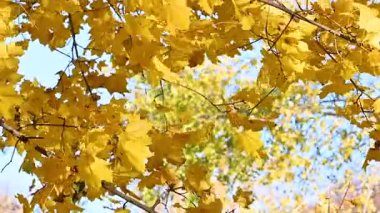 Güneşli bir günde altın bir sonbahar manzarasının videosu