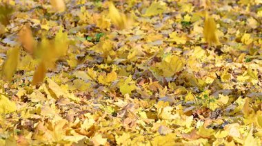 Güneşli bir günde altın bir sonbahar manzarasının videosu