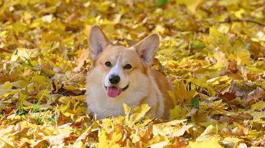 Altın sonbaharda yürüyüş yapan Galli bir Corgi 'nin videosu.