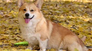 Altın sonbaharda yürüyüş yapan Galli bir Corgi 'nin videosu.