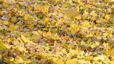 Güneşli bir günde altın bir sonbahar manzarasının videosu