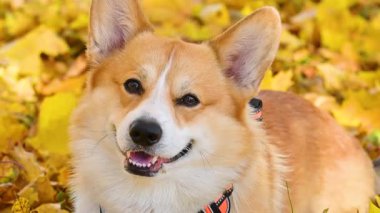 Altın sonbaharda yürüyüş yapan Galli bir Corgi 'nin videosu.