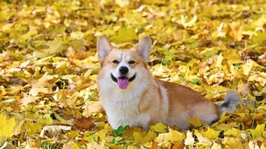 Altın sonbaharda yürüyüş yapan Galli bir Corgi 'nin videosu.