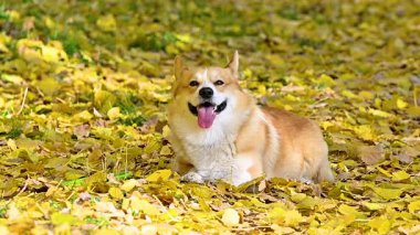 Altın sonbaharda yürüyüş yapan Galli bir Corgi 'nin videosu.