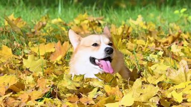 Altın sonbaharda yürüyüş yapan Galli bir Corgi 'nin videosu.