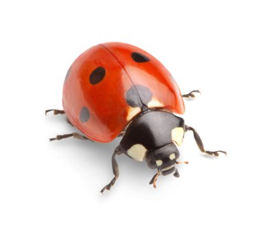 Lady bird on white background clipart