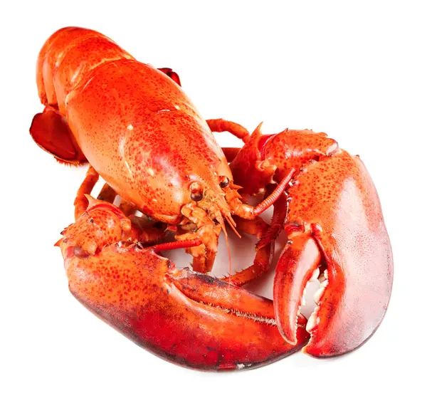 Kırmızı ıstakoz beyaz arkaplanda izole