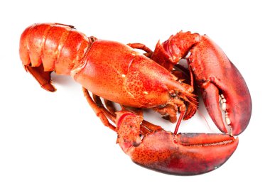 Kırmızı ıstakoz beyaz arkaplanda izole