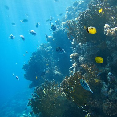 Mercan Resifi ve Tropikal Balıklı Sualtı Sahnesi