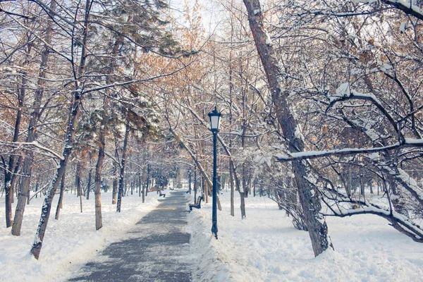 Pusta Alejka Parku Zimą — Zdjęcie stockowe