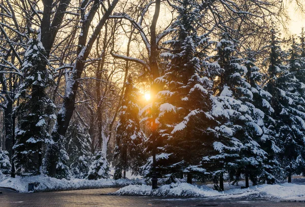 Zachód Słońca Pustym Parku Zimie — Zdjęcie stockowe